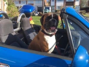 Moose the Boxer sat in a Mk1 MX-5